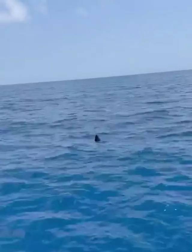 'Mola Mola' balığı Akdeniz açıklarında görüldü 1