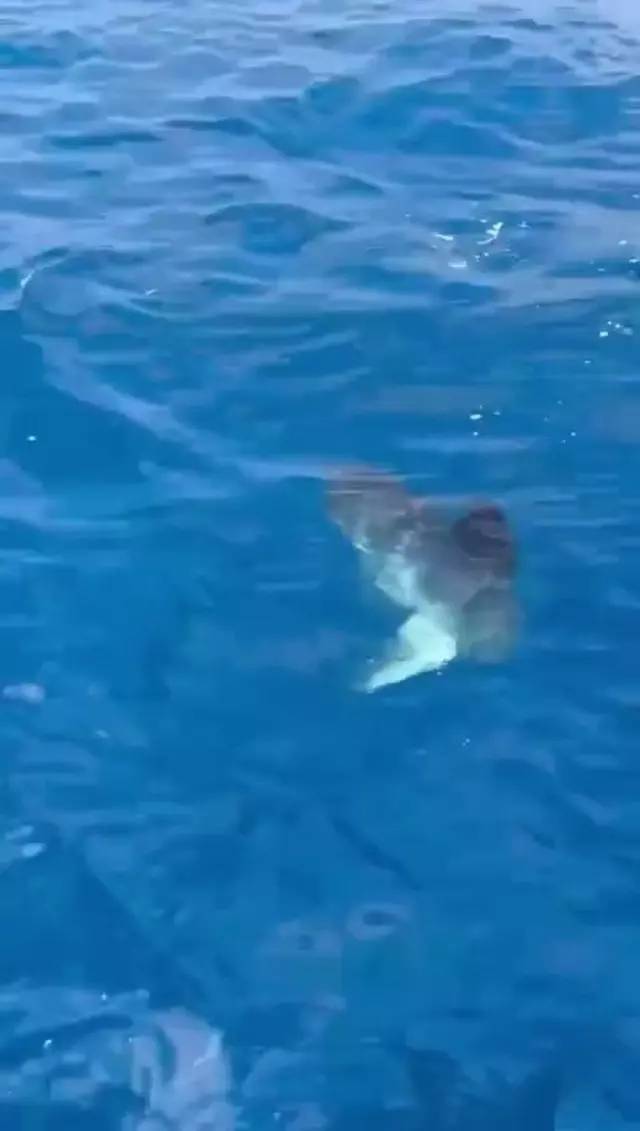 'Mola Mola' balığı Akdeniz açıklarında görüldü 2