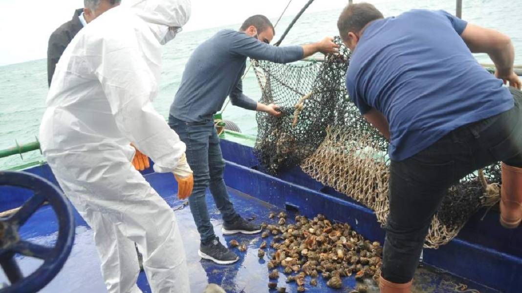 Türkiye'de tüketilmiyor ama tonlarca ihraç ediliyor! 1