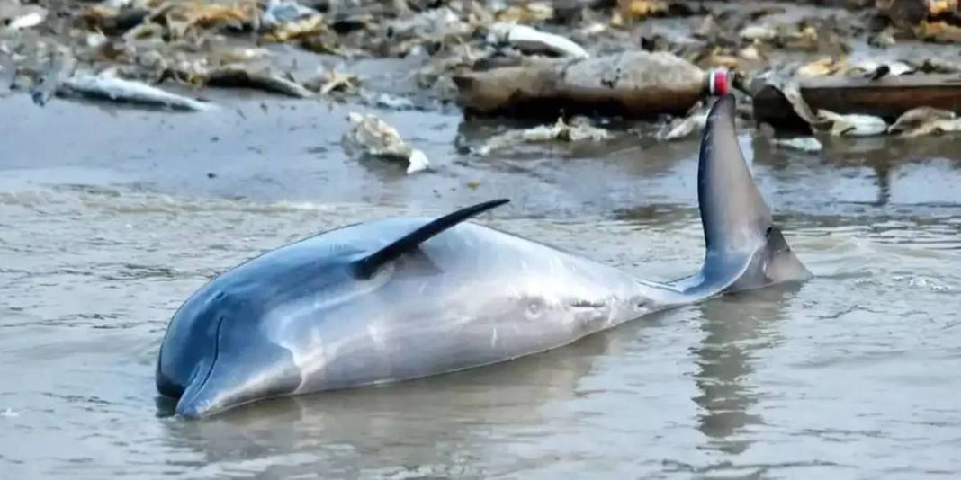 El Nino, Amazon'larda da felaket yarattı! 2