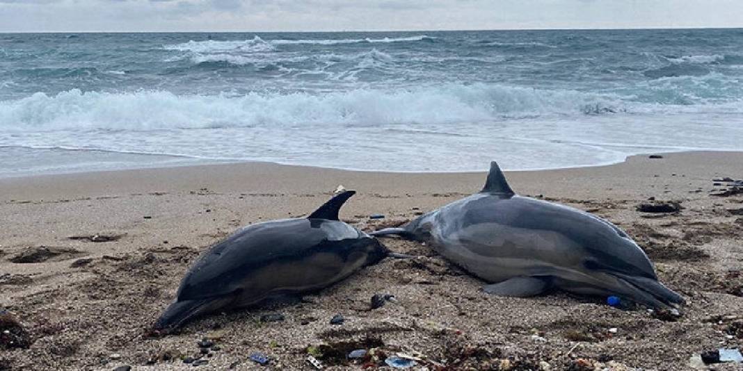 El Nino, Amazon'larda da felaket yarattı! 3