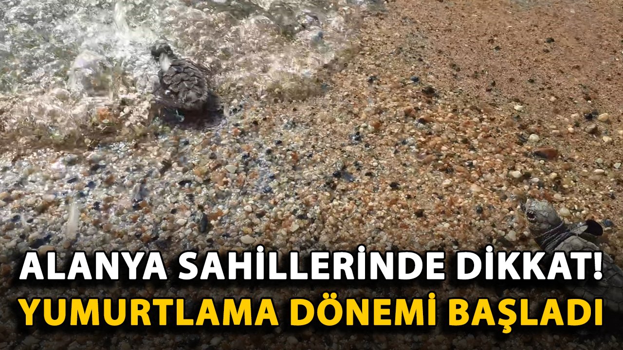 Alanya sahillerinde dikkat! Yumurtlama dönemi başladı