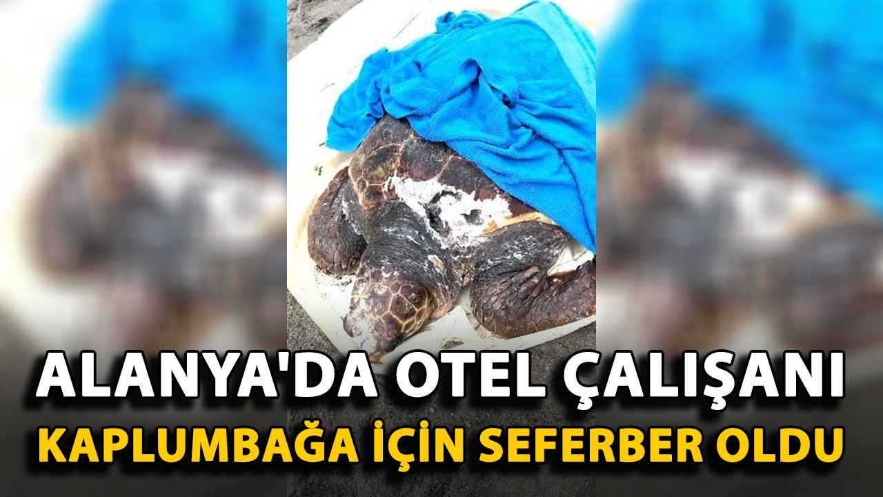 Alanya'da otel çalışanı deniz kaplumbağası için seferber oldu