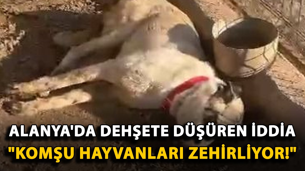 Alanya'da dehşete düşüren iddia: "Komşu hayvanları zehirliyor!"