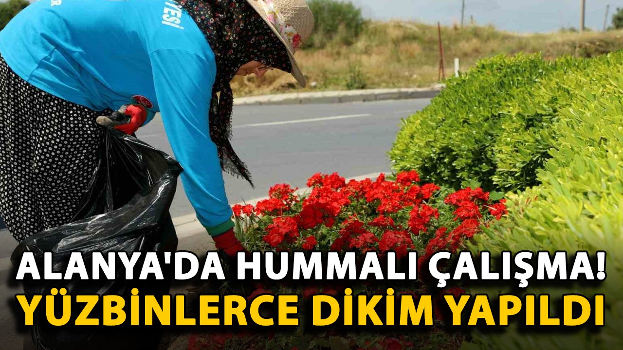 Alanya'da hummalı çalışma! Yüzbinlerce dikim yapıldı