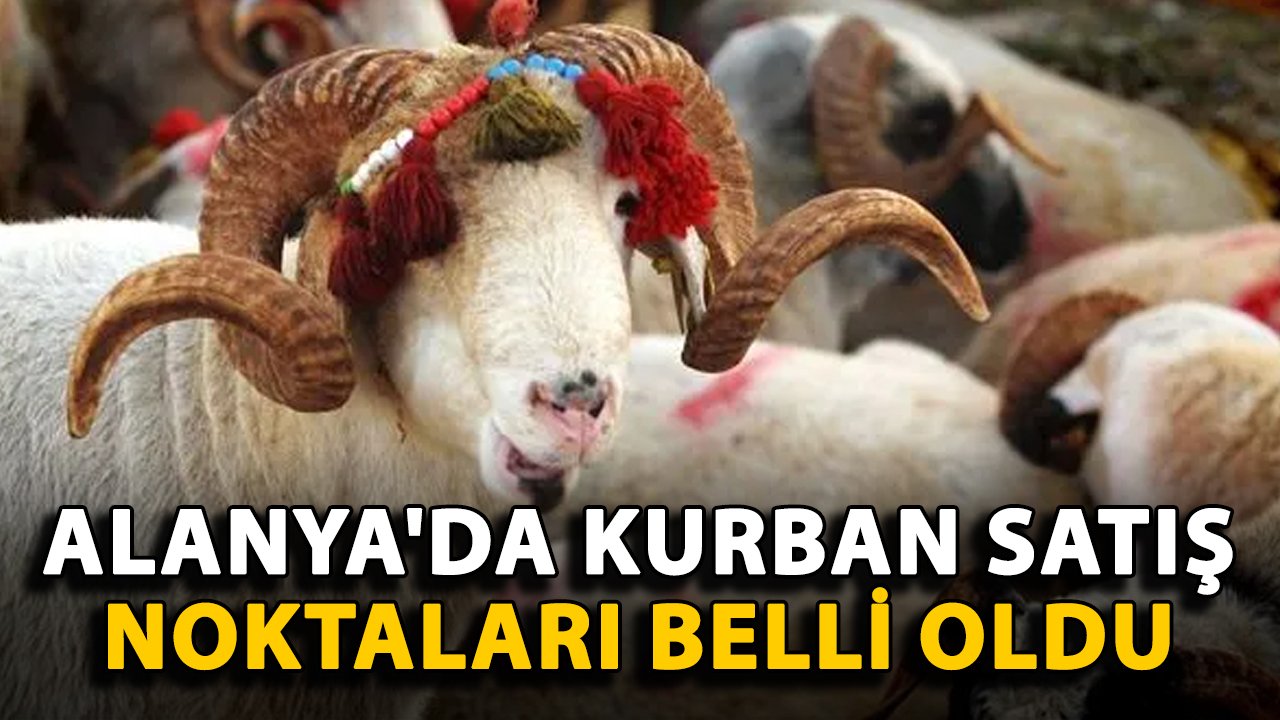 Alanya'da kurbanlık satış noktaları belli oldu