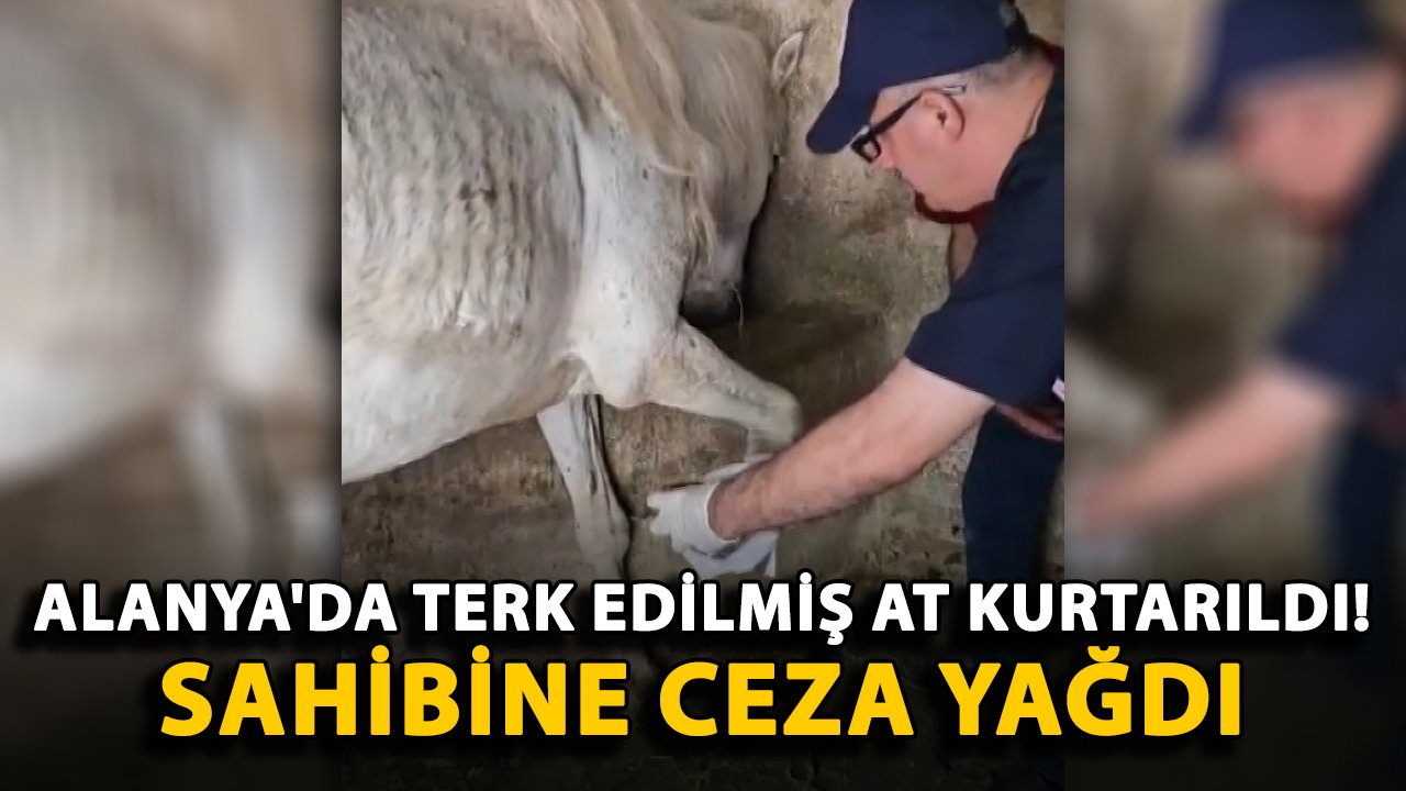Alanya'da terk edilmiş at kurtarıldı! Sahibine ceza yağdı