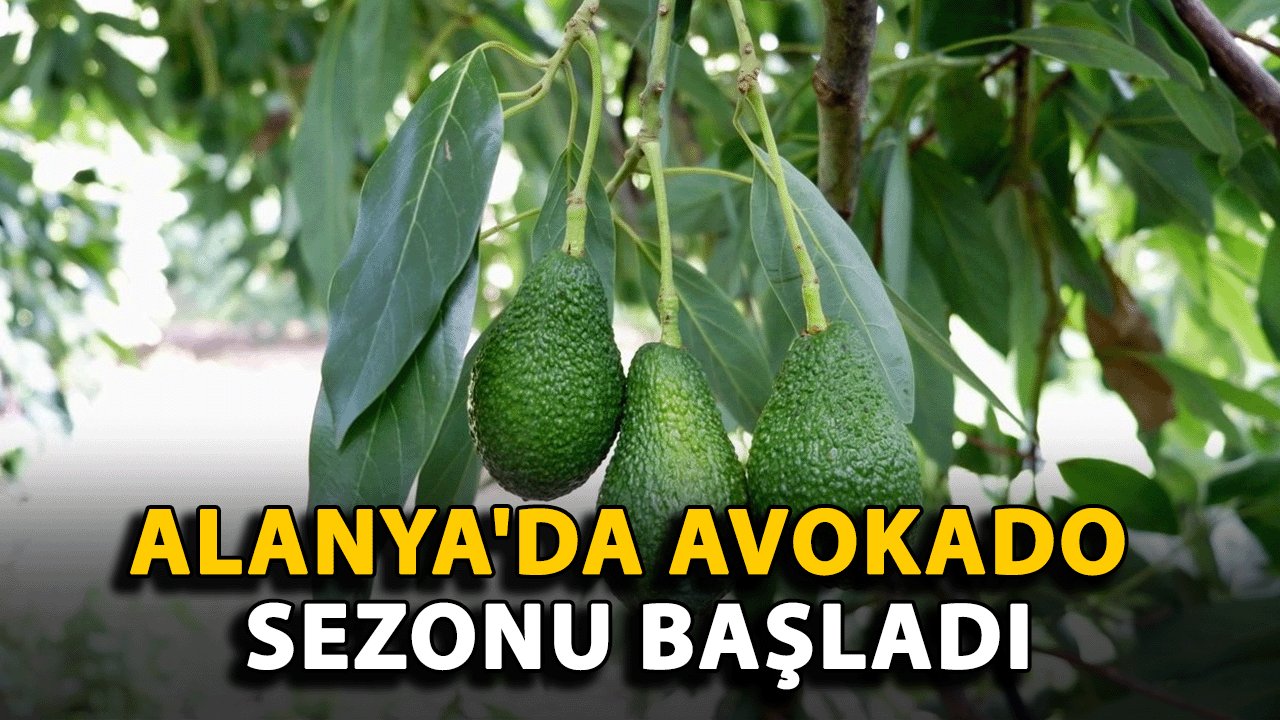 Alanya'da Avokado Sezonu Başladı, Üreticilere Önemli Uyarılar