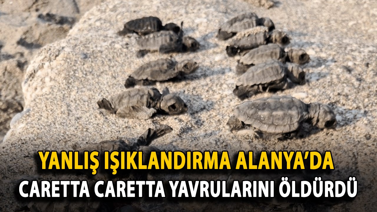 Yanlış Işıklandırma Alanya’da Caretta Caretta Yavrularını Öldürdü