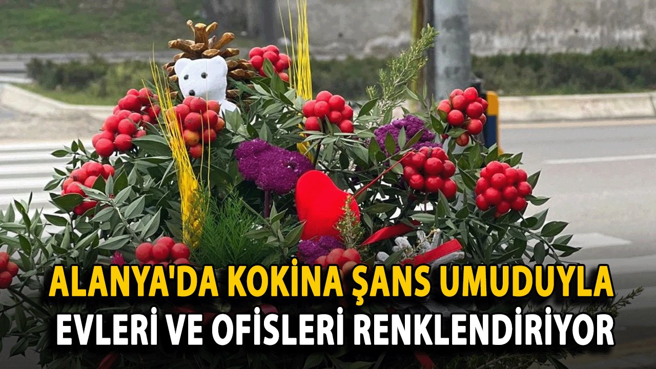 Alanya'da Kokina Şans Umuduyla Evleri ve Ofisleri renklendiriyor