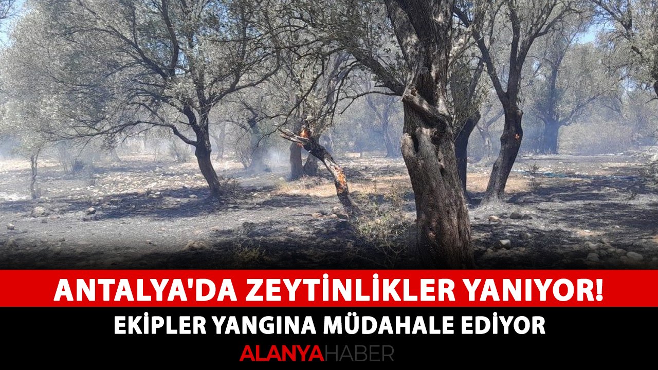Antalya'da zeytinlikler yanıyor! Ekipler yangına müdahale ediyor