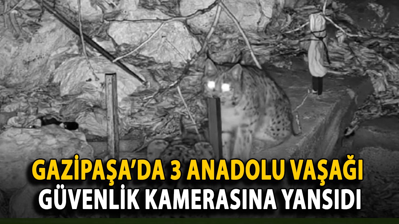 Gazipaşa’da 3 Anadolu Vaşağı Güvenlik Kamerasına Yansıdı