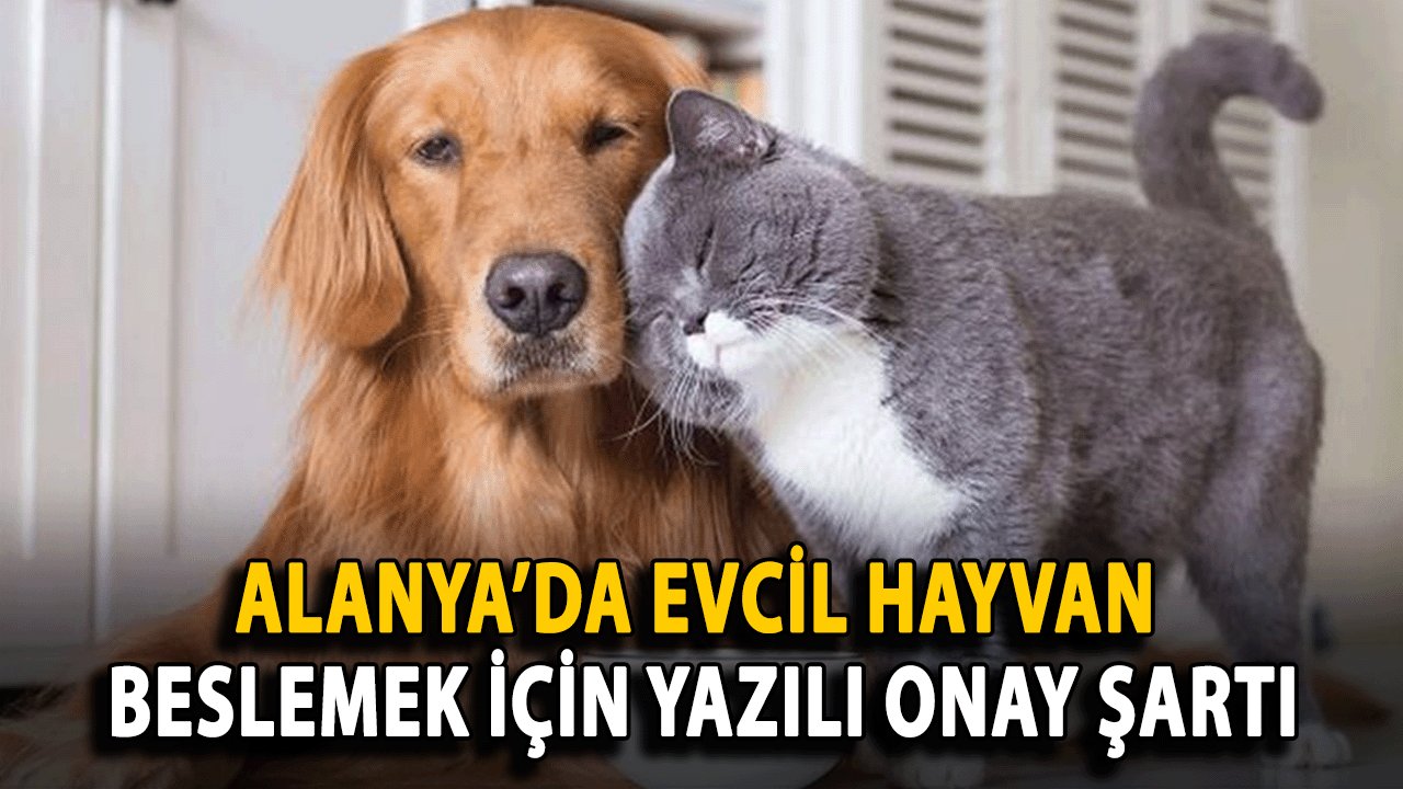 Alanya’da Evcil Hayvan Beslemek İçin Yazılı Onay Şartı