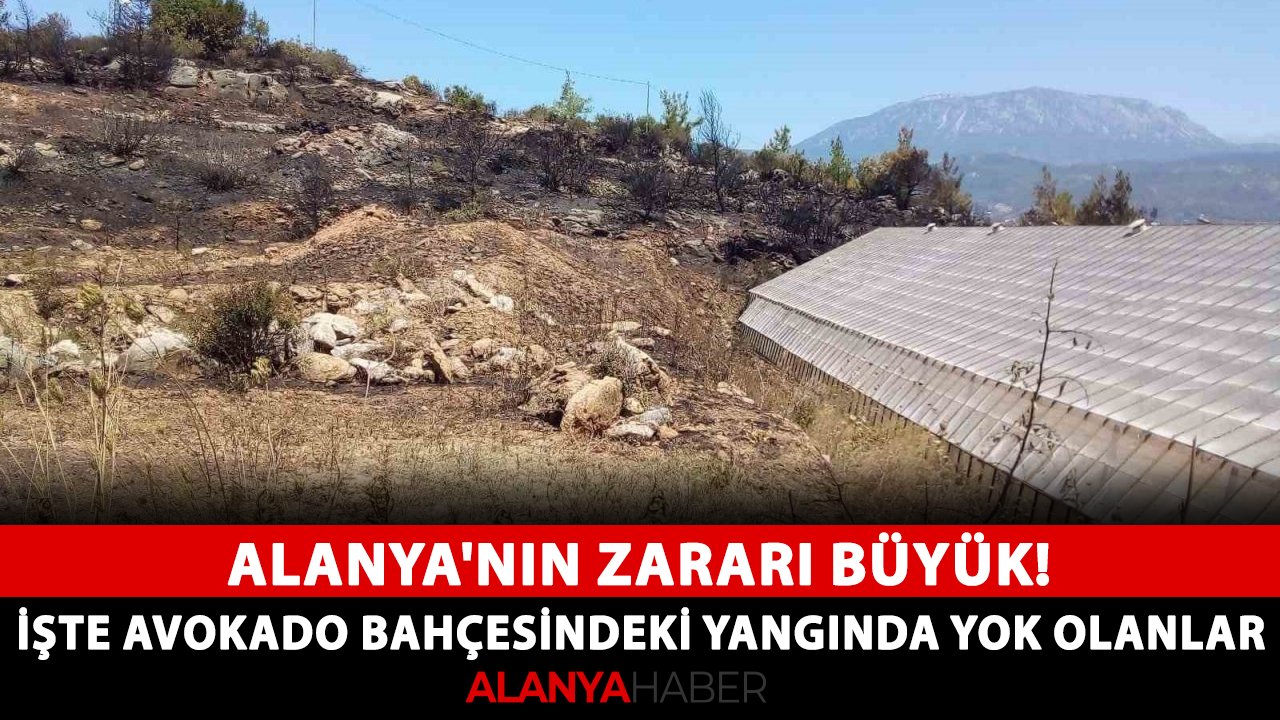 Alanya'nın zararı büyük! işte avokado bahçesinde çıkan yangında yok olanlar