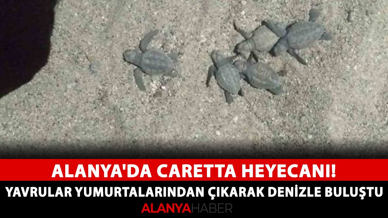 Alanya'da caretta heyecanı! Yavrular yumurtalarından çıkarak denizle buluştu
