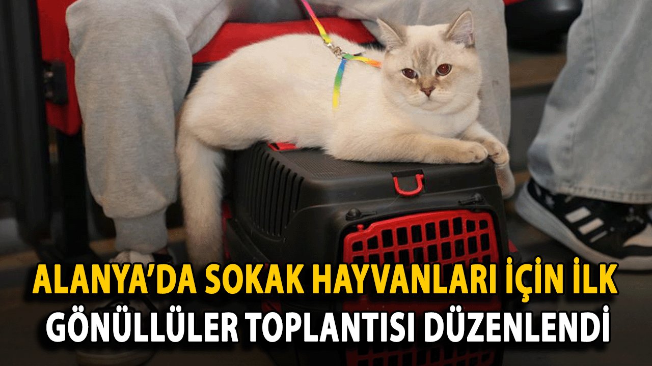 Alanya’da Sokak Hayvanları İçin İlk Gönüllüler Toplantısı Düzenlendi