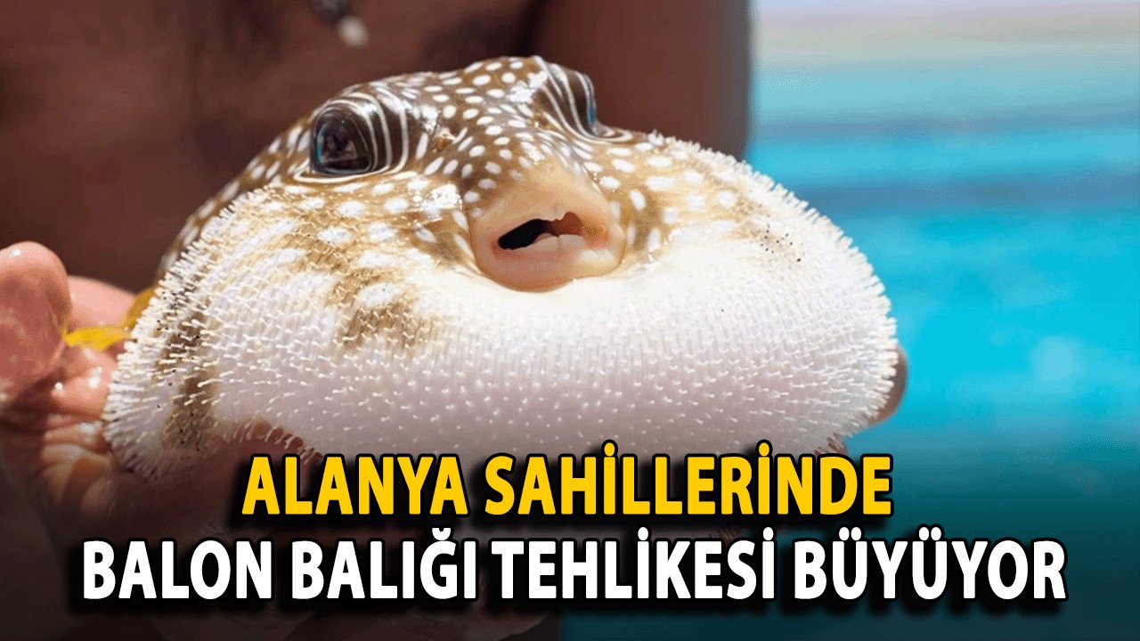 Alanya Sahillerinde Balon Balığı Tehlikesi Büyüyor