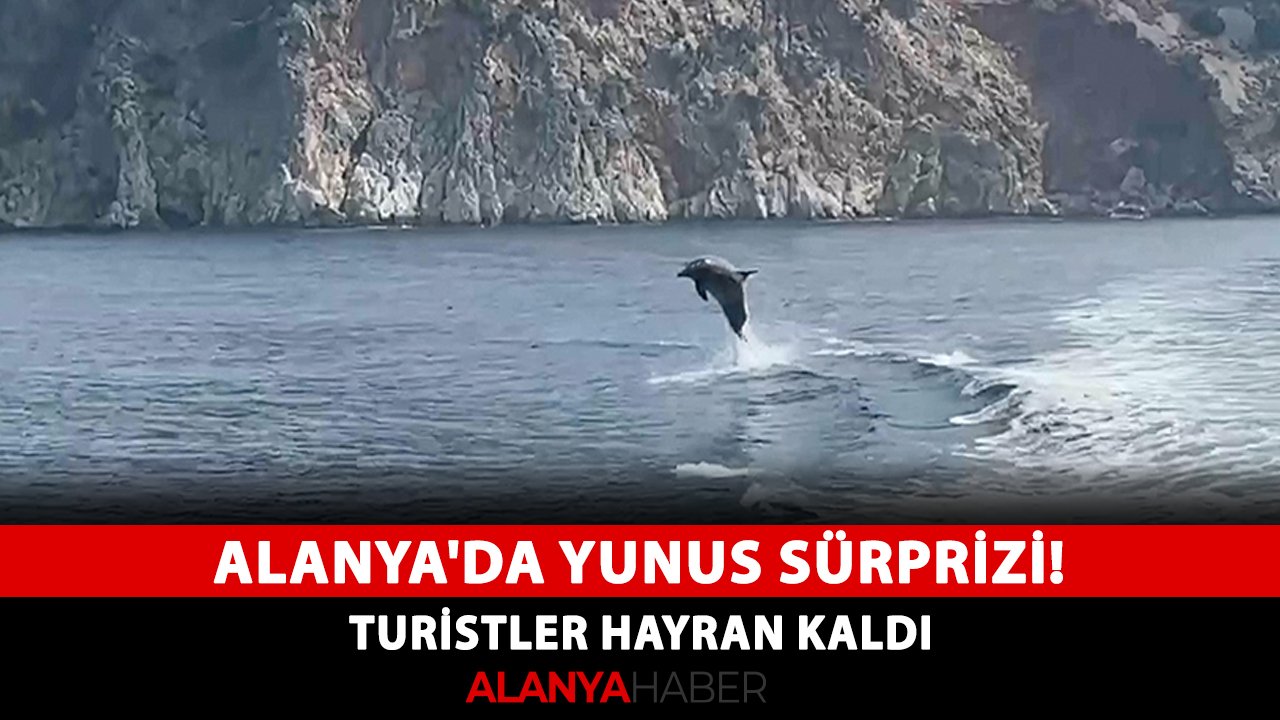 Alanya'da yunus sürprizi! Turistler hayran kaldı