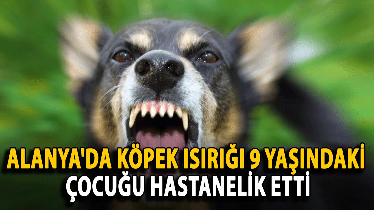 Alanya'da Köpek Isırığı 9 Yaşındaki Çocuğu Hastanelik Etti