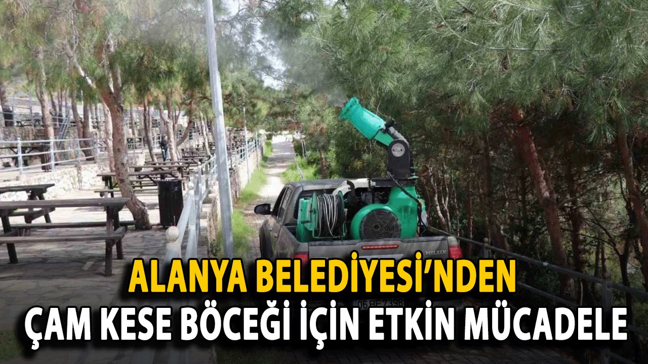 Alanya Belediyesi’nden Çam Kese Böceği İçin Etkin Mücadele