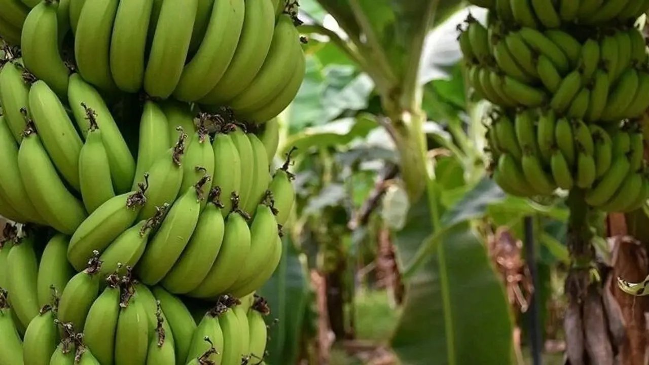 Acı gerçek! Alanya muzunun derdi bitmiyor