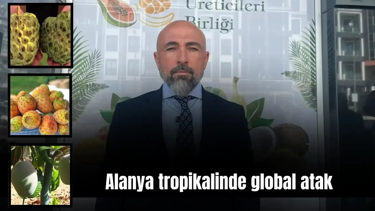 Alanya’nın egzotik meyveleri globale taşınıyor