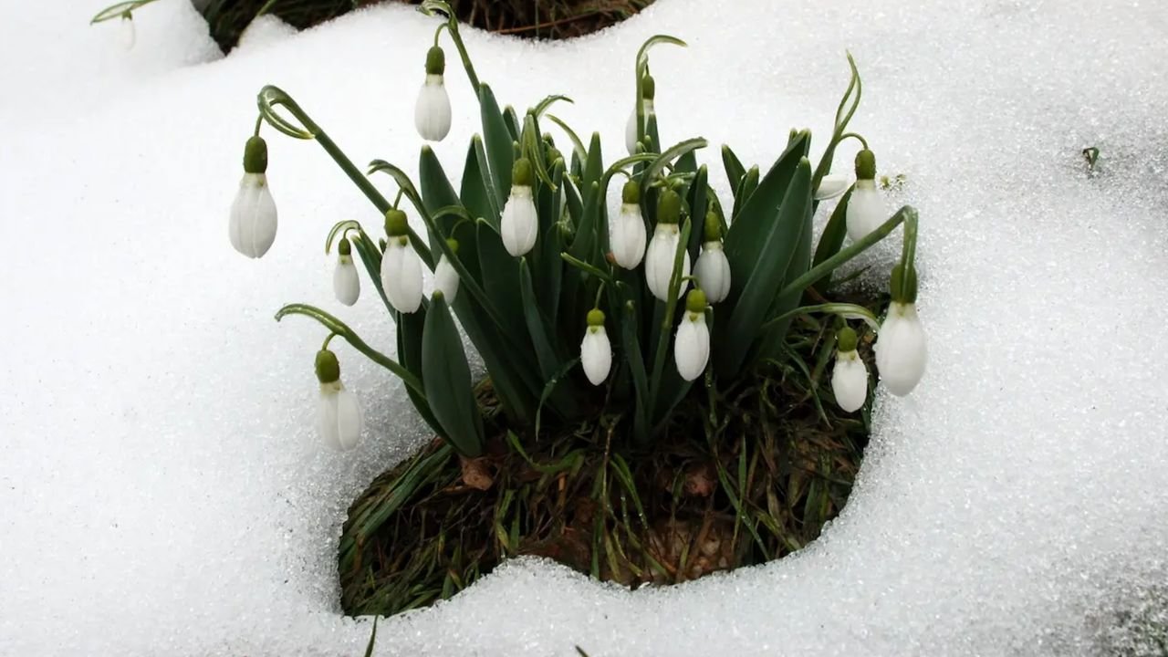Toroslar'ın gelinliği Avrupa'ya ihraç ediliyor