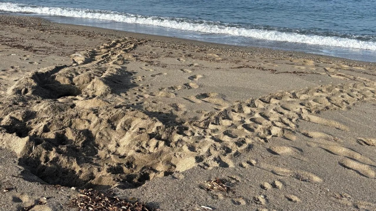 Alanya Sahillerinde Caretta Caretta Alarmı: İlk Yuva Tespit Edildi