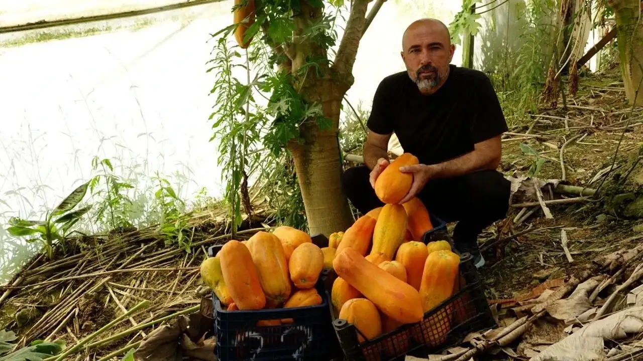 Alanya mangosunda üreticinin beklediği fiyat açıklandı
