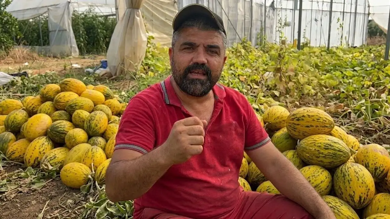 Alanya'da 15 Ton Kavunu Vatandaşlara Bedava Dağıtacak