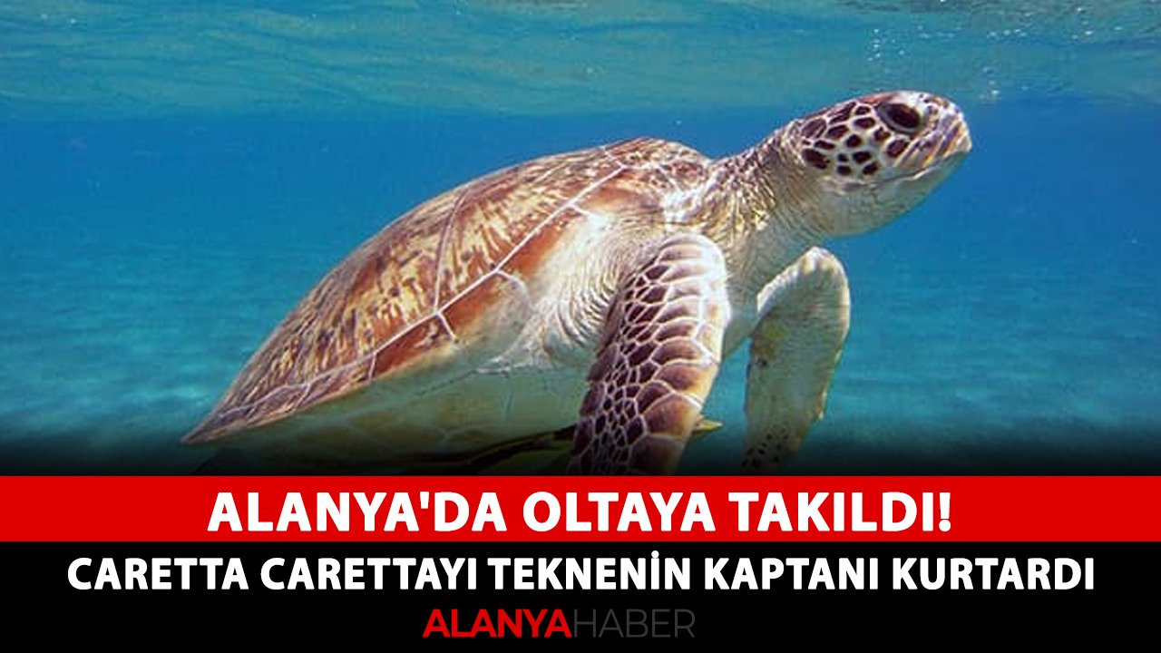 Alanya'da oltaya takıldı! Caretta carettayı teknenin kaptanı kurtardı
