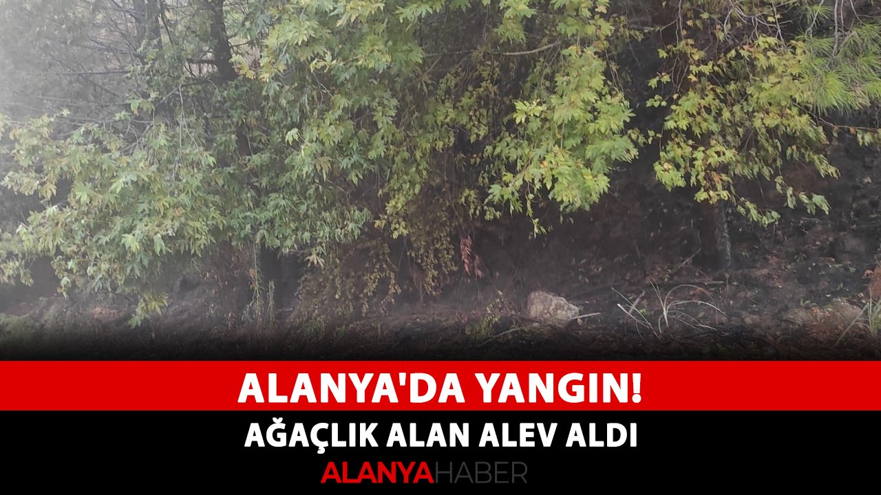 Alanya'da yangın! Ağaçlık alan alev aldı