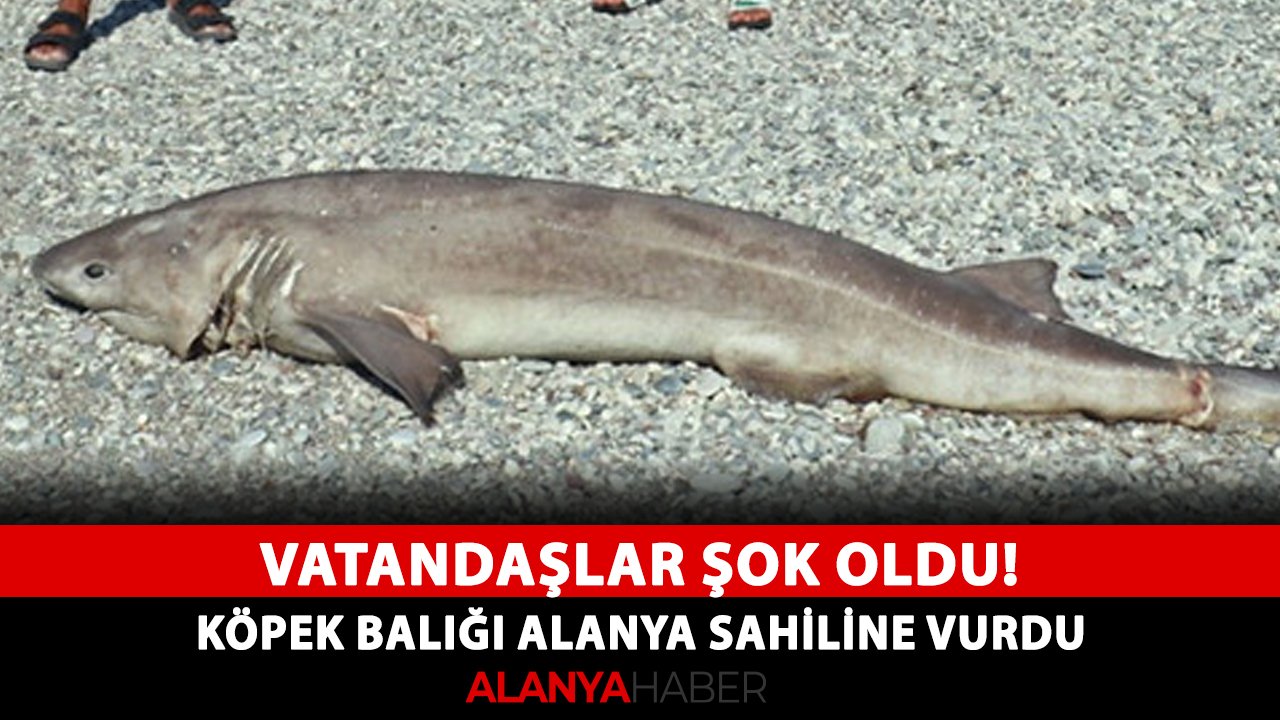 Vatandaşlar şok oldu! Köpek balığı Alanya sahiline vurdu