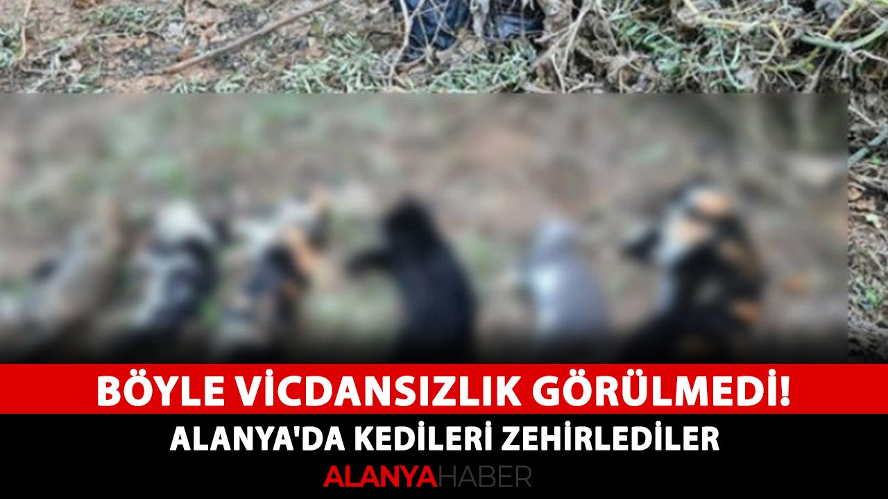 Böyle vicdansızlık görülmedi! Alanya'da kedileri zehirlediler