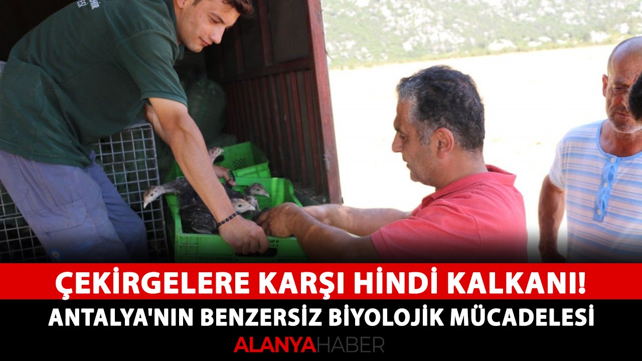 Çekirgelere karşı hindi kalkanı! Antalya'nın benzersiz biyolojik mücadelesi