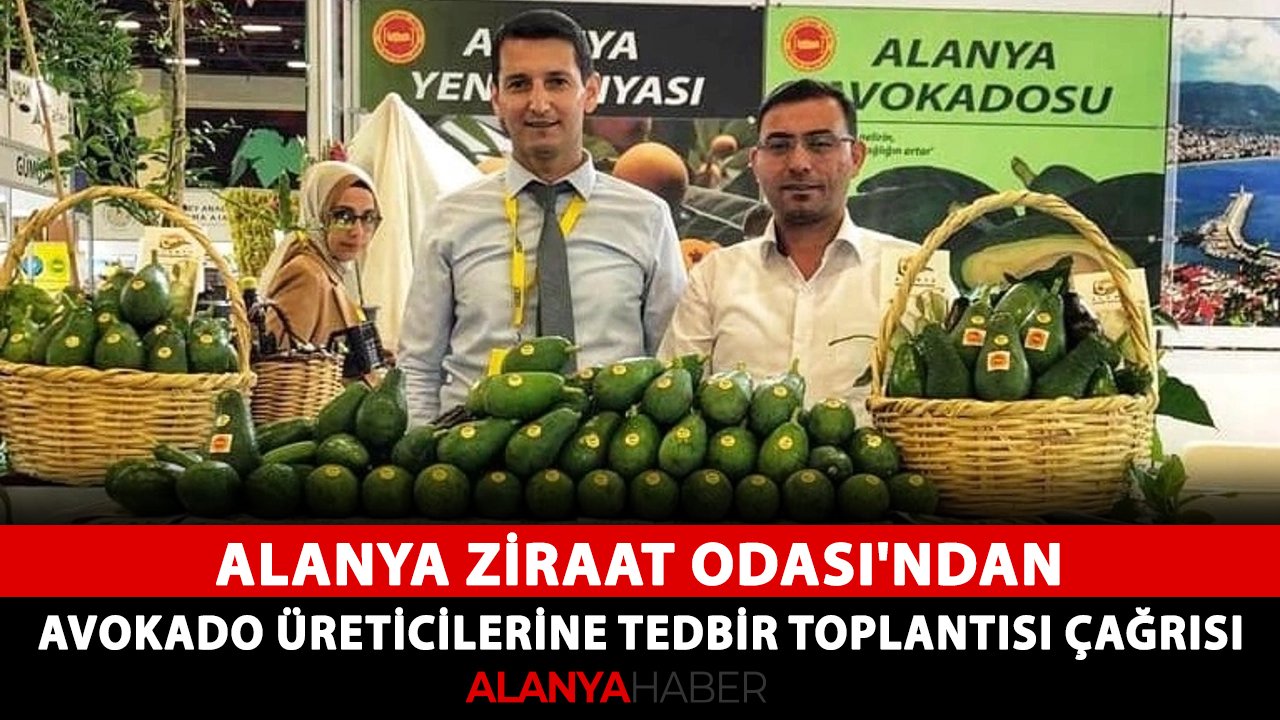 Alanya Ziraat Odası'ndan, avokado üreticilerine tedbir toplantısı çağrısı