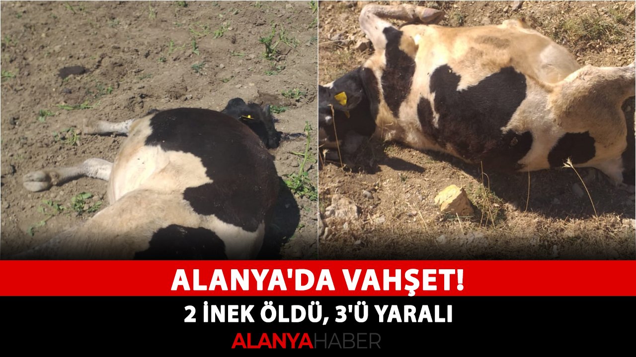 Alanya'da vahşet! 2 inek öldü, 3'ü yaralı