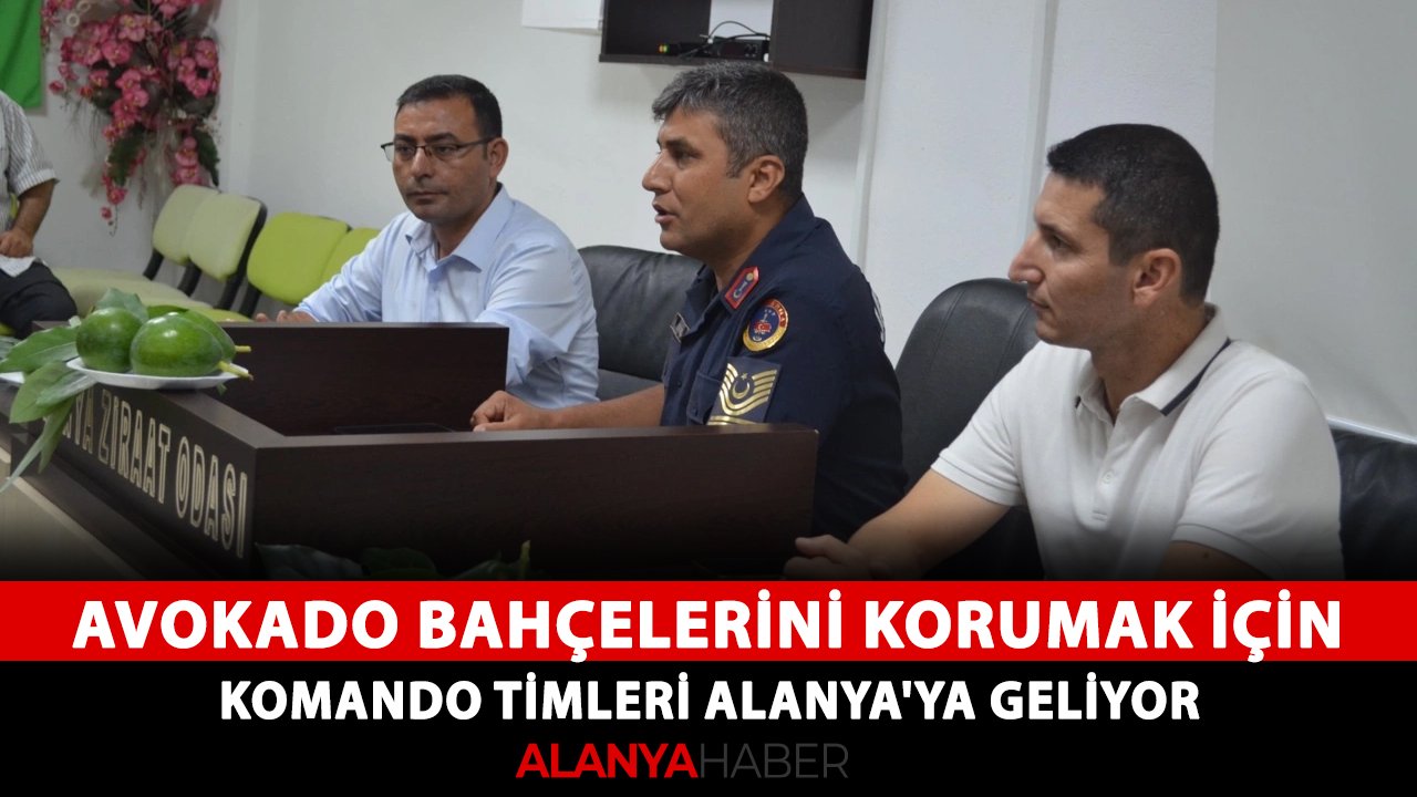Avokado bahçelerini korumak için komando timleri Alanya'ya geliyor