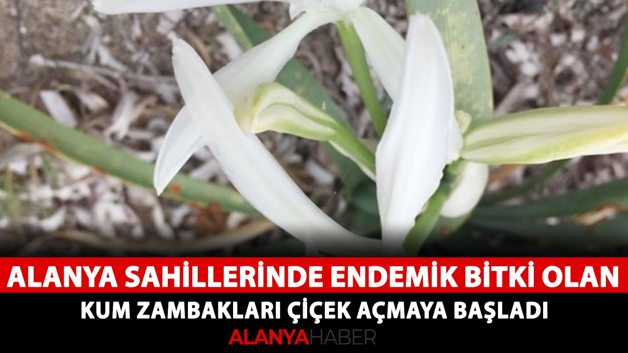 Alanya sahillerinde endemik bitki olan kum zambakları çiçek açmaya başladı