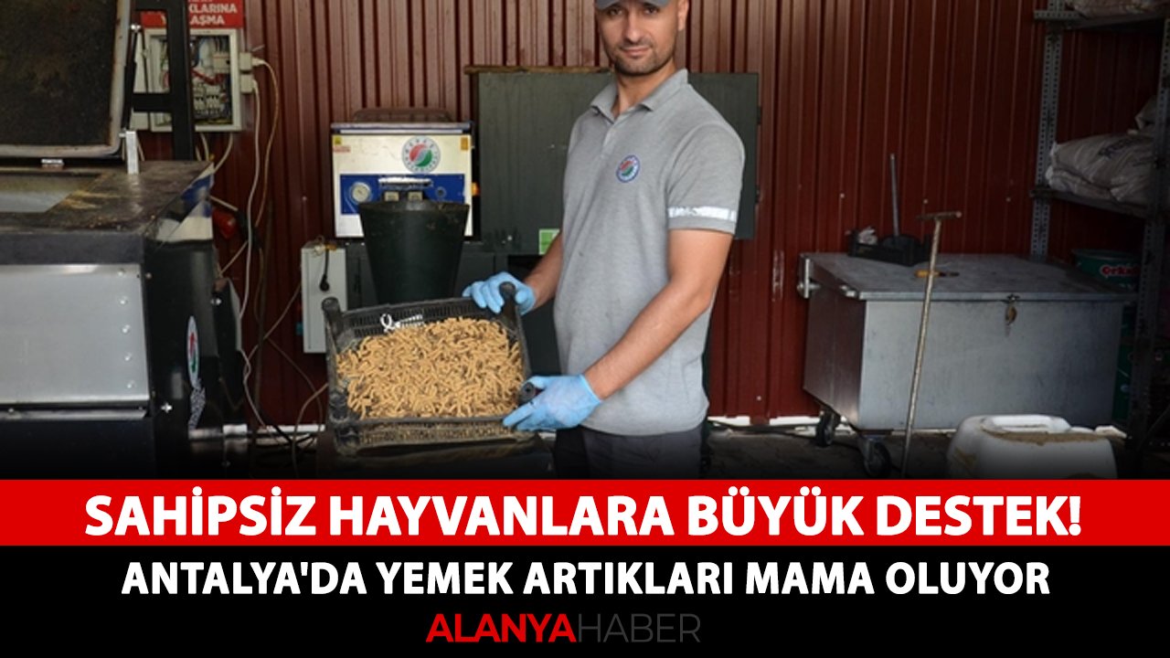 Sahipsiz hayvanlara büyük destek! Antalya'da yemek artıkları mama oluyor