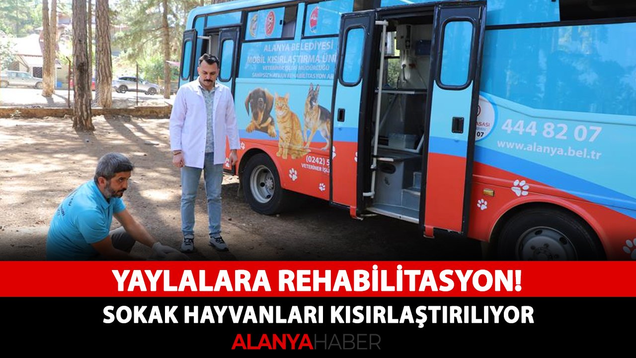 Yaylalara rehabilitasyon! Sokak hayvanları kısırlaştırılıyor