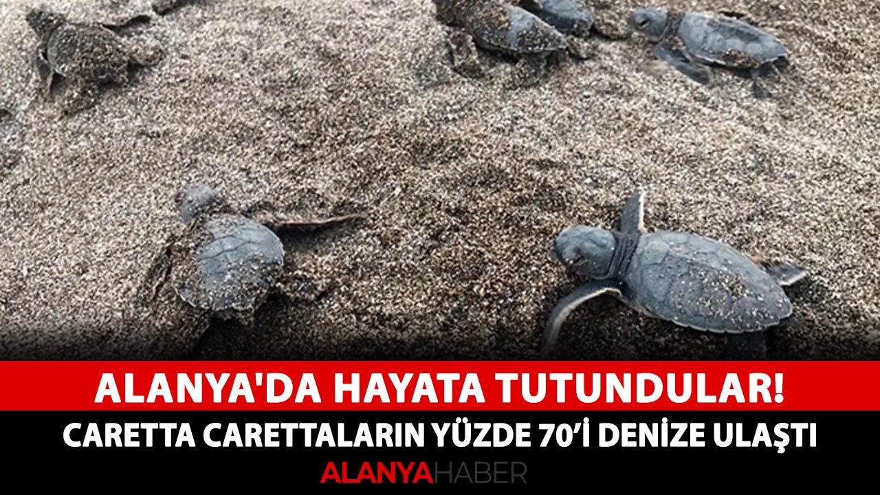 Alanya'da hayata tutundular! Caretta carettaların yüzde 70’i denize ulaştı