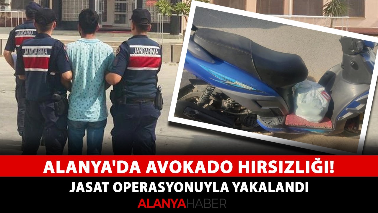 Alanya'da avokado hırsızlığı! JASAT operasyonuyla yakalandı