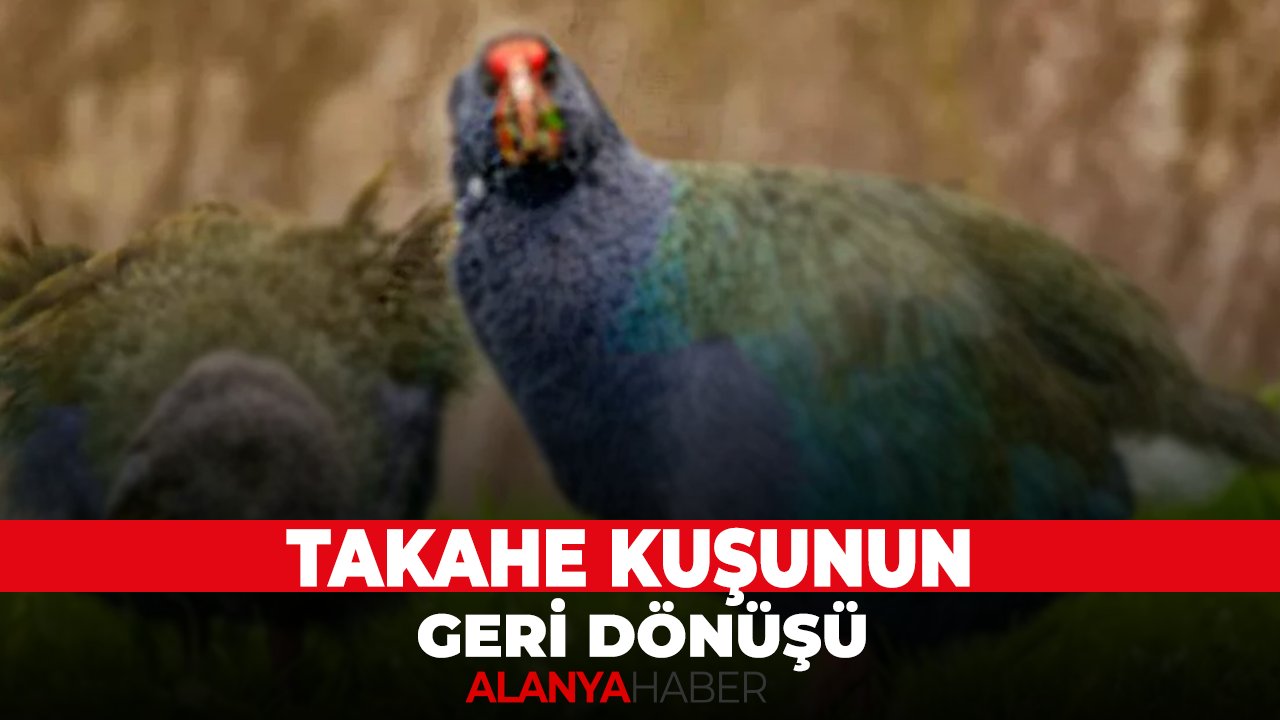 Tahake kuşunun geri dönüşü