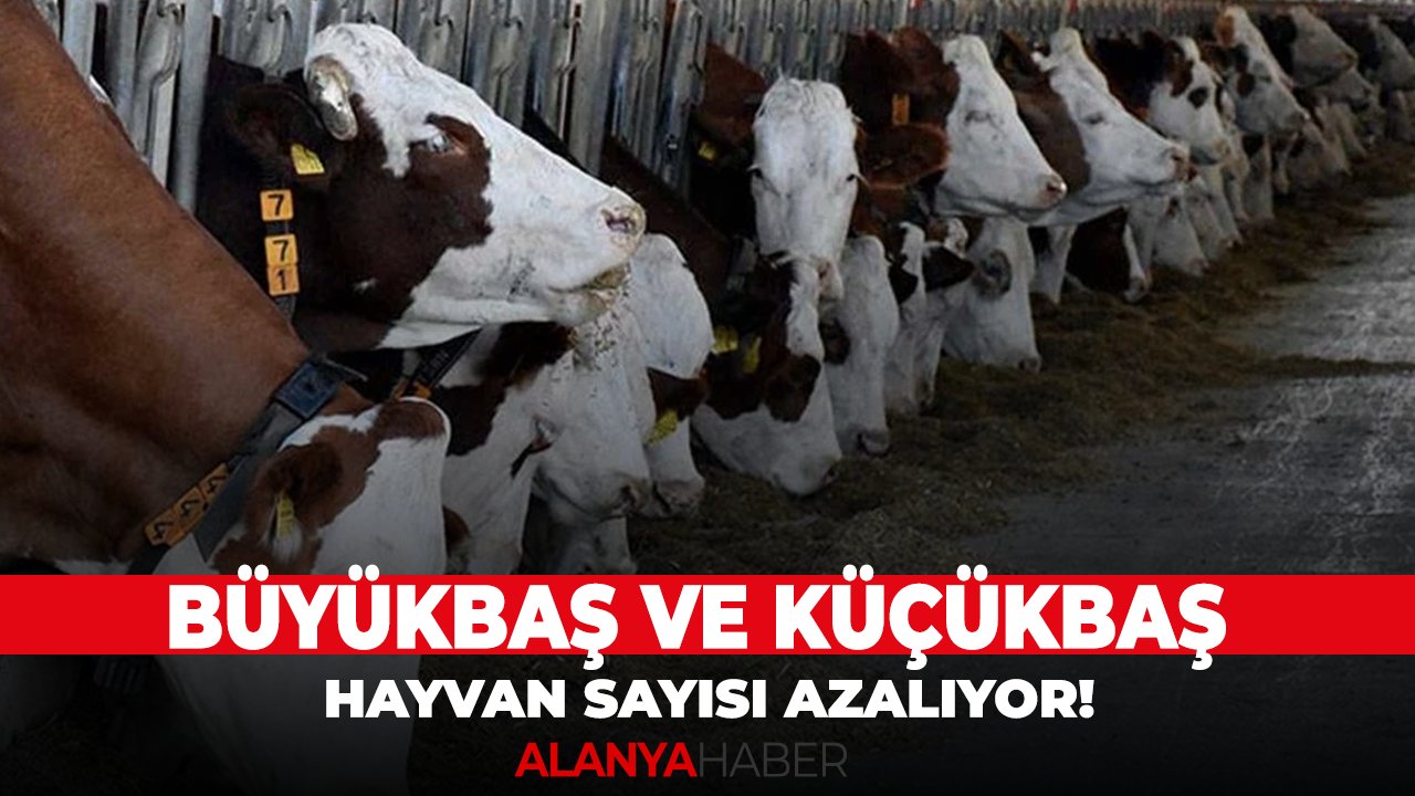Büyükbaş ve küçükbaş hayvan sayısı azalıyor!