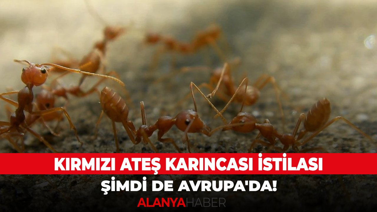 Kırmızı ateş karıncası istilası şimdi de Avrupa'da!