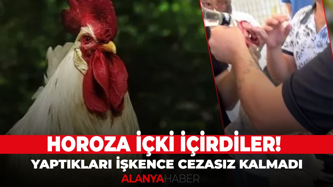 Horoza içki içirdiler! Yaptıkları işkence cezasız kalmadı