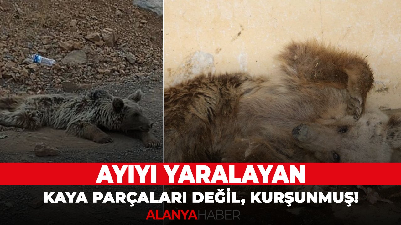Ayıyı yaralayan kaya parçaları değil, kurşunmuş!