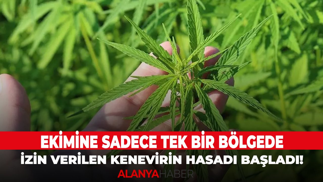 Ekimine sadece tek bir bölgede izin verilen kenevirin hasadı başladı!