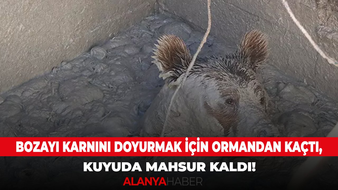 Bozayı karnını doyurmak için ormandan kaçtı, kuyuda mahsur kaldı!